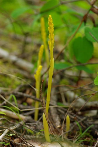 orchid yellow bc wildflower coralrootcanada