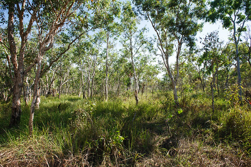 park landscape bush nt au australia national kakadu northern jabiru territory northernterritory kakadunationalpark bushland