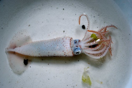 ocean family beach alaska dead 101 squid biology homeschool kodiak kodiakisland sciencelesson dissecting larsenbay
