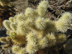 Joshua Tree National Park (Cholla Cactus Garden)