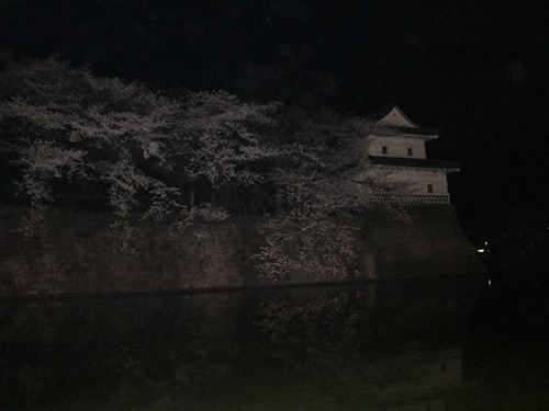 新発田城の夜桜