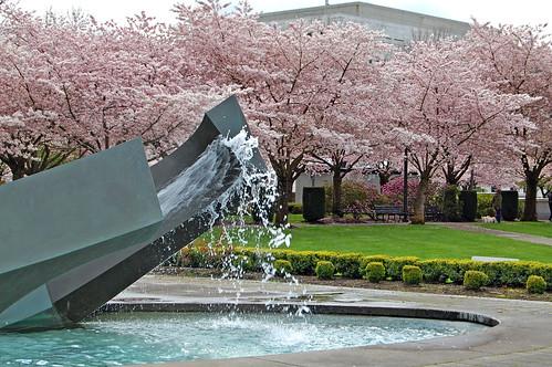 trees flower tree fountain grass oregon cherry 5 capital blossoms april 桜 sakura salem blooms viewing hanami 花見 d40 edmundgarman