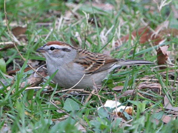 Photograph titled 'Chipping Sparrow'