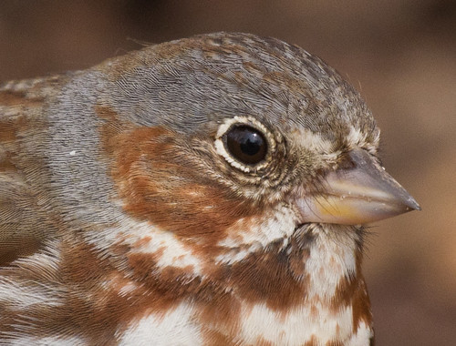 Fox Sparrow detail