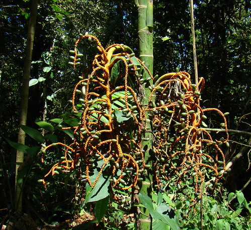 tree fruit flora costarica unidentified inflorescence guayabo turrialba arecaceae bamboopalm chamaedorea monumentonacionalguayabo guayabonationalmonument
