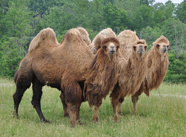 Three Wisemen's camels, by bobosh_t