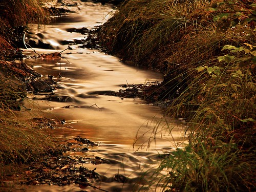 nature grass landscape flowing streamlet yellowgreen twocolors hochtaunus water水shuĭ bw106nd186bl64x