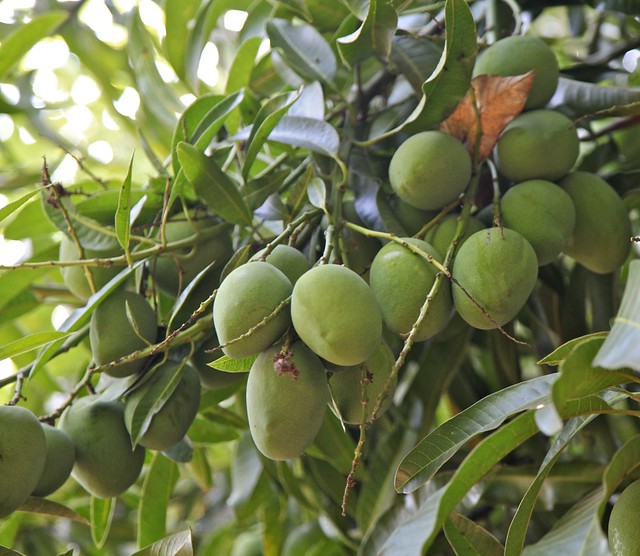 GREEN MANGOES , EL SALVADOR - a photo on Flickriver