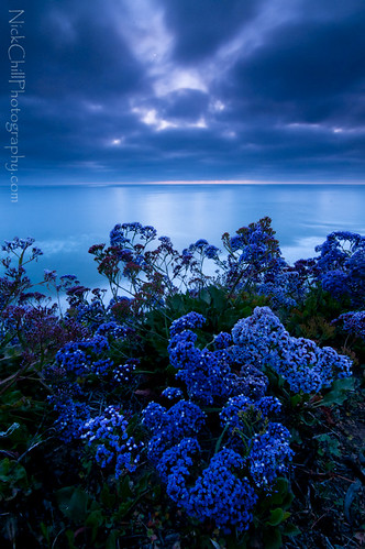ocean flowers blue sunset evening nikon pacific sandiego fineart westcoast encinitas stockimage d300s tokina1116mm nickchill