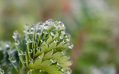 plant macro nature wasser pflanze drop dew tau grün makro spiegelung tropen