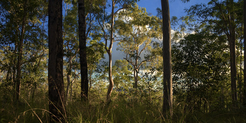 trees forest australia eucalypt queensland eucalyptus lateafternoon hikingtrail gympie glastonburycreek brooyarstateforest