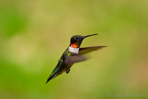 nikon hummingbird rubythroatedhummingbird archilochuscolubris tamron70300 thewonderfulworldofbirds d3100
