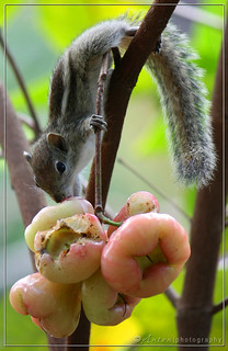 Squirrel tastes fruit