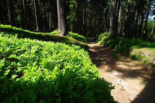 green forest trekking trek spring track czech hiking path tourist hike czechrepublic naturalreserve česko českárepublika žďárskévrchy zdarskevrchy zdarskehills