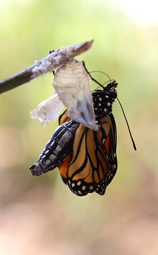 Monarch Butterfly newly emerged