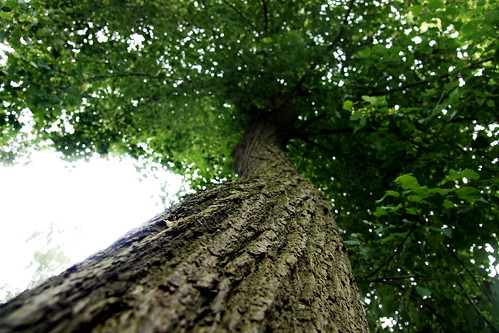 tree germany crust deutschland saxony bark sachsen baum rinde borke falkenau