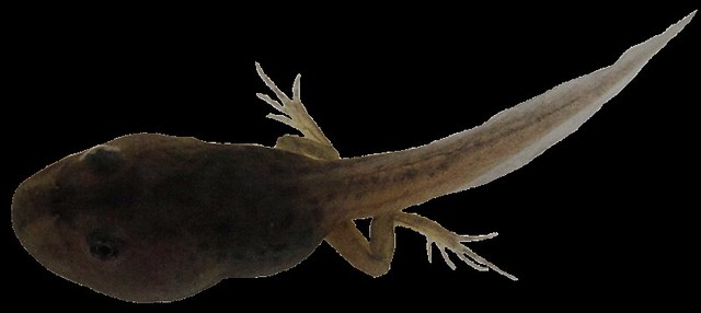 tadpole with legs clipart - photo #42