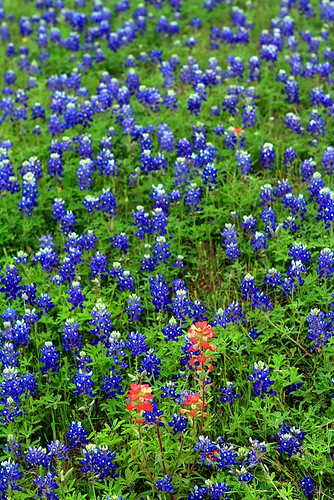 flower geotagged texas bluebonnet wildflower indianpaintbrush texaswildflowers geo:lat=30197182 geo:lon=96487503