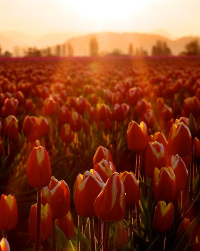 festival sunrise tulips mount tulip vernon