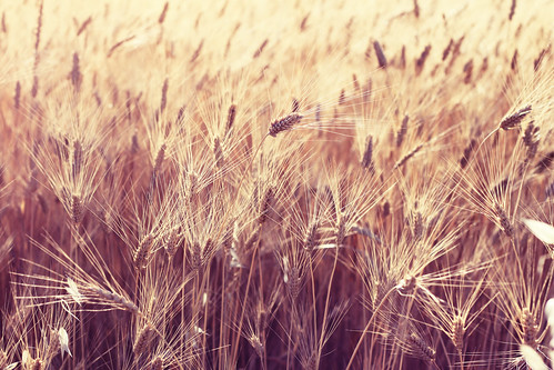 summer motion nature field relax freedom golden movement focus wind bokeh wheat air details grain dry strong hay fiber tension standout junetwentieth wheatears threehundredsixty