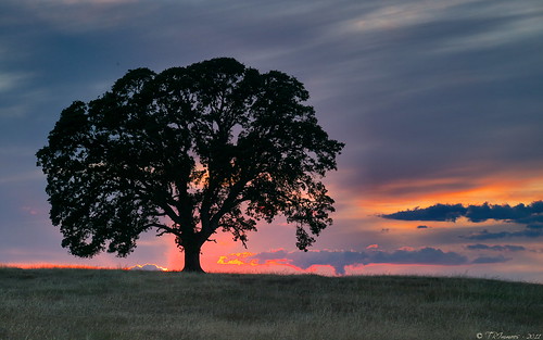california sunset tree grass clouds landscape oak olympus explore e3 sacramentocounty 1000views californialandscape zd nd8 ndgrad zuikodigital p121f 1260mm olympuse3 theloneoak