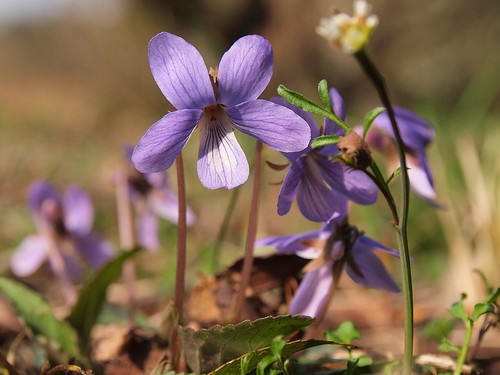 flower macro nature spring violet viola floweringplant olympuspenep2 mzuikodigital1250mmf3563