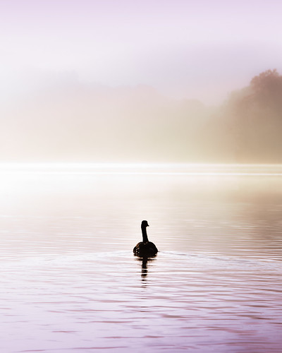 morning lake water animals fog swimming canon river dawn geese sailing zoom horizon foggy fading radnorlake earlymorningsunrise canoneos7d