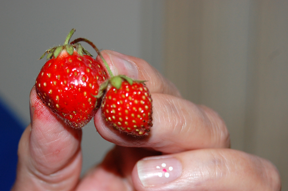 Strawberries2@JuneGoals