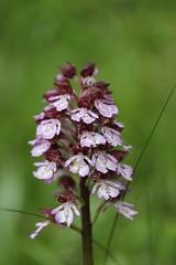 Lady Orchid - Orchis purpurea