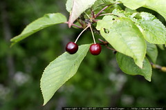ripe, dark cherries 