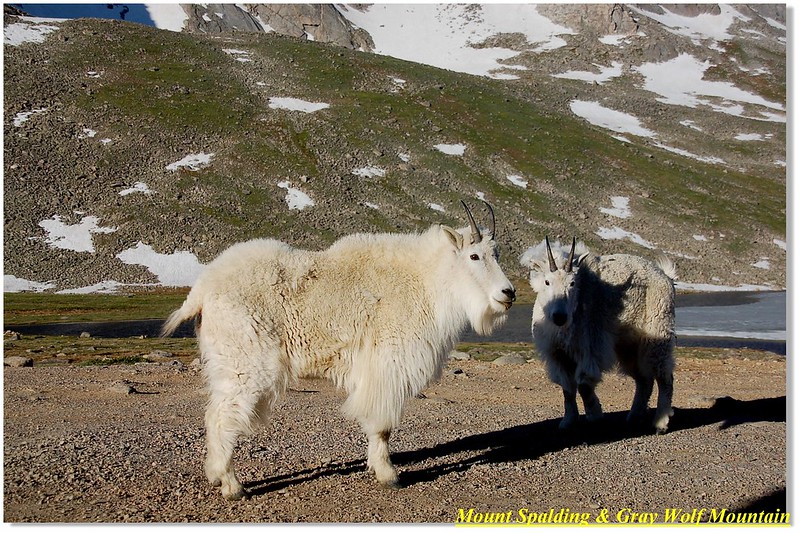 Mountain goats 2