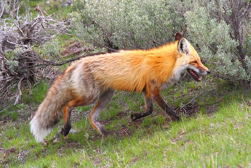 IMG_0401 Red Fox, Yellowstone National Park
