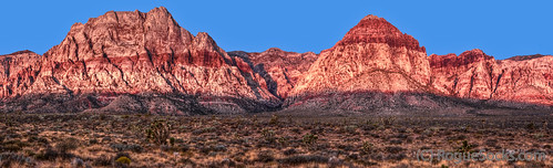 cactus usa mountains rock sunrise rust sandstone desert lasvegas nevada conservation canyon formation geology navajo redrock timeofday nevadausa plantsandfoliage