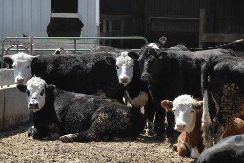 安格斯肉牛。（來源：美國農業部 USDA）