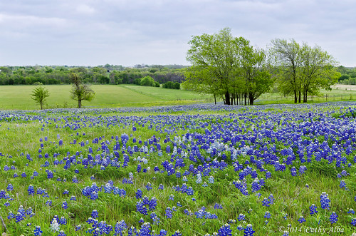 nature field landscape nikon texas bluebonnets texaswildflowers wildfowers fieldofflowers ennistexas texasbluebonnets texaslandscape nikon2470mmf28g nikond7000 bluebonnets2014