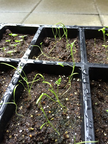 Baby Carrot seedlings 2014-05-25
