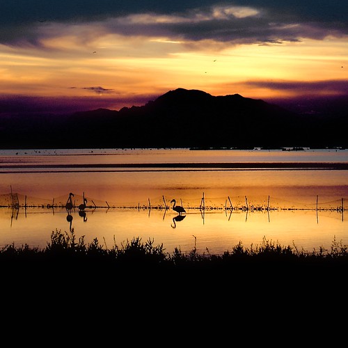 sunset bird contraluz atardecer spain flickr flamingo salt alicante ave flamenco sal salina backlighting santapola pájaro anggarfer