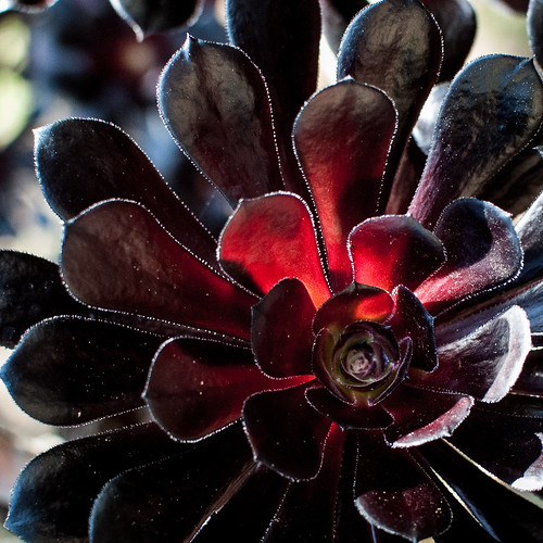 california flower color square avalon blackaeonium