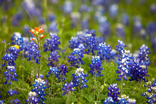 blue red flower nature spring texas tx bluebonnet hillsboro indianpaintbrush castilleja lupinustexensis canonef70200mmf28lisusm canoneos5dmarkii canon5dmarkii