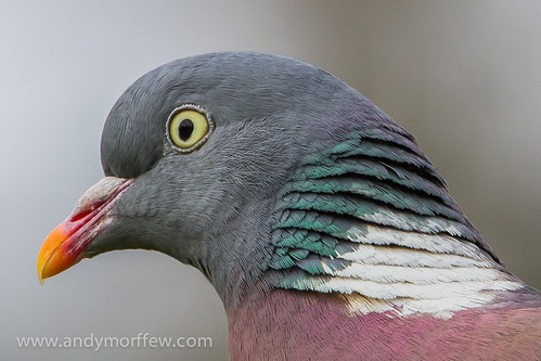 portrait hampshire woodpigeon specanimal itchenabbas naturethroughthelens birdperfect blinkagain andymorffew morffew