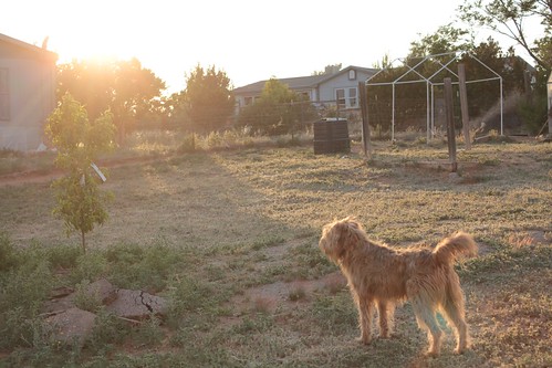 sunset dog newmexico home bootsthedog