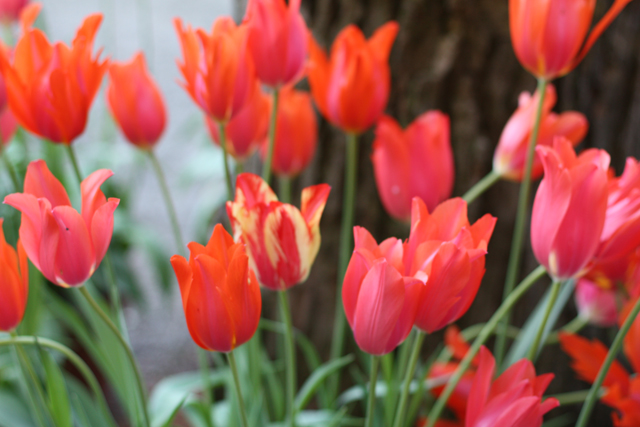 coral tulips