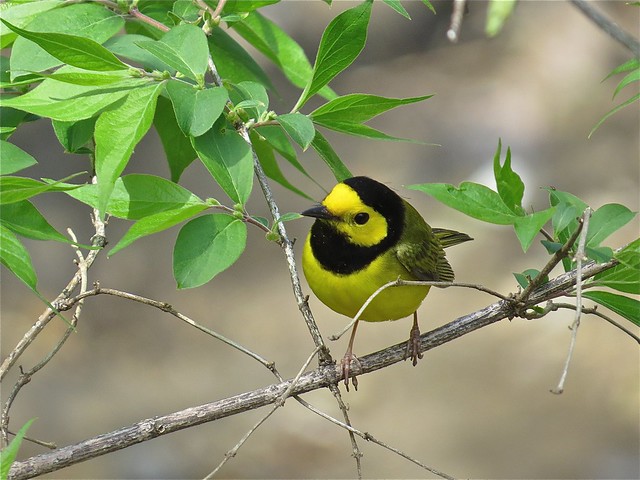 Hooded Warbler at Ewing Park in Bloomington, IL 04