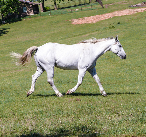 horses horse texas outdoor panasonic dmcfz50