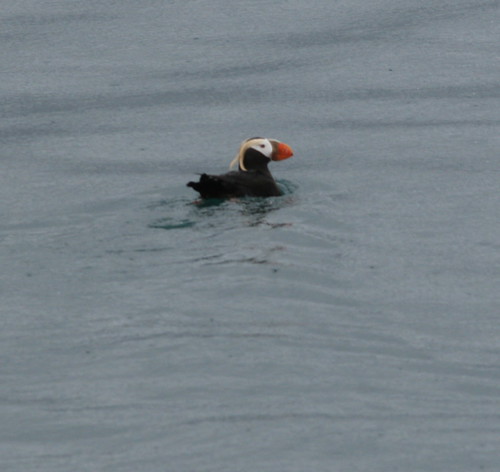 Tufted Puffin