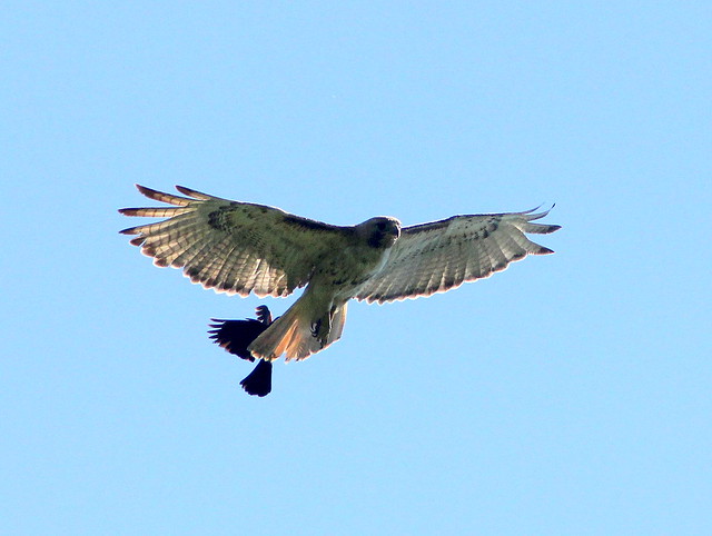 Red-tailed Hawk and blackbird 2-20110704