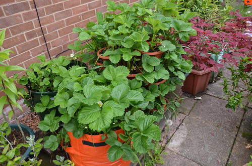 strawberry planters May 14 2