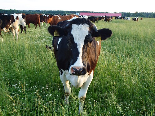 animal fauna cow estonia lehm estremita