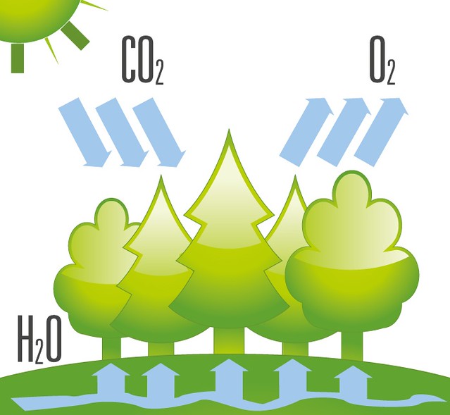co2forest