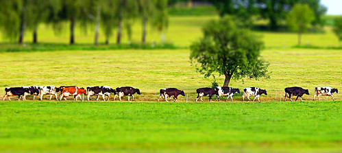home field animal germany march funny village farm country saxony row agriculture tiltshift mywindowview oberlausitz